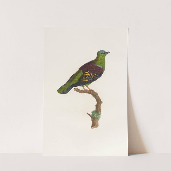 Les pigeons Pl.05 by Coenraad Jacob Temminck