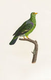 Les pigeons Pl.07