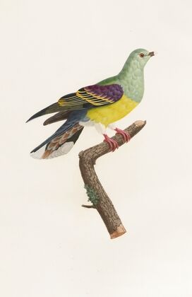 Les pigeons Pl.08