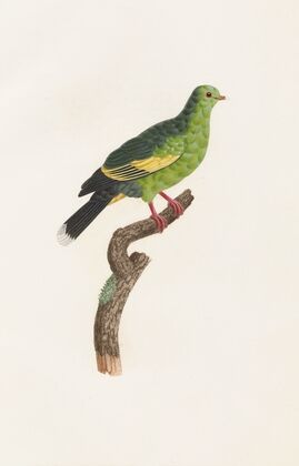 Les pigeons Pl.11