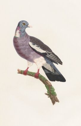 Les pigeons Pl.13