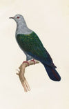 Les pigeons Pl.15
