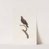 Les pigeons Pl.16 by Coenraad Jacob Temminck