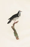 Les pigeons Pl.17