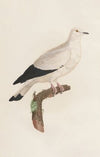 Les pigeons Pl.18