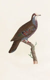 Les pigeons Pl.19