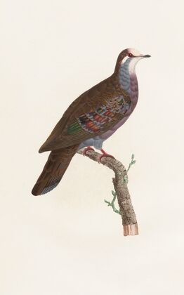 Les pigeons Pl.19