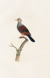 Les pigeons Pl.20