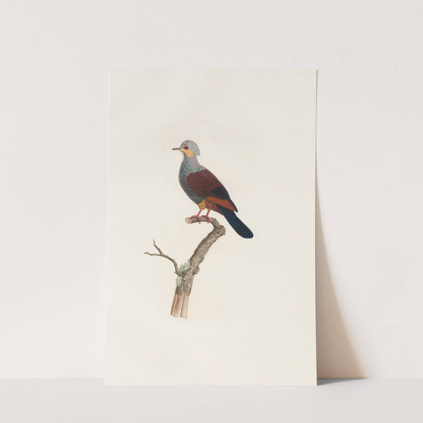 Les pigeons Pl.20 by Coenraad Jacob Temminck