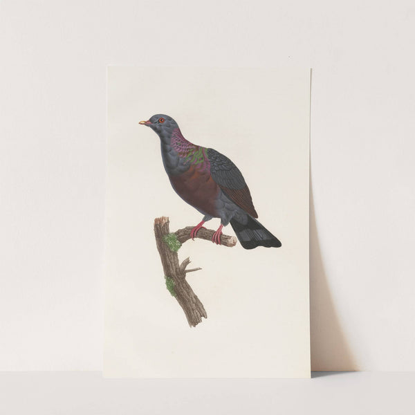 Les pigeons Pl.21 by Coenraad Jacob Temminck