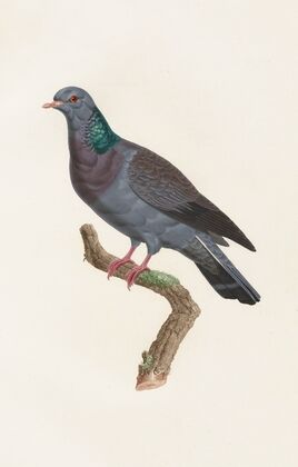Les pigeons Pl.22