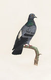 Les pigeons Pl.23