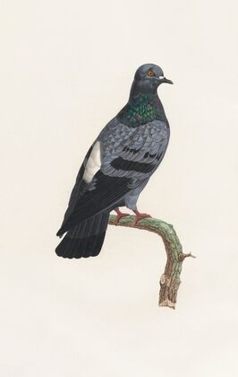 Les pigeons Pl.23