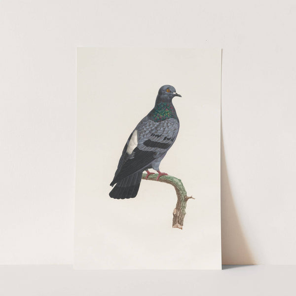 Les pigeons Pl.23 by Coenraad Jacob Temminck