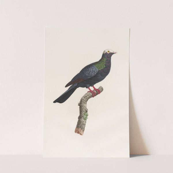 Les pigeons Pl.24 by Coenraad Jacob Temminck