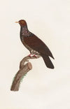 Les pigeons Pl.25