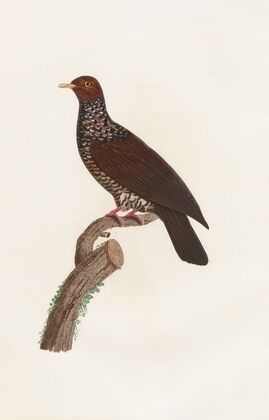 Les pigeons Pl.25