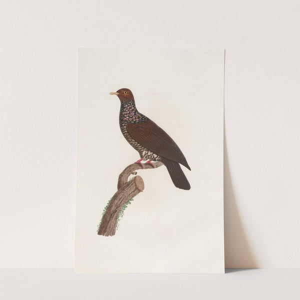 Les pigeons Pl.25 by Coenraad Jacob Temminck