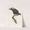 Les pigeons Pl.26 by Coenraad Jacob Temminck