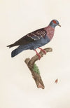 Les pigeons Pl.27