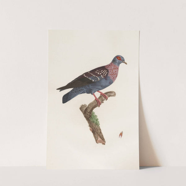 Les pigeons Pl.27 by Coenraad Jacob Temminck