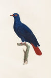 Les pigeons Pl.28