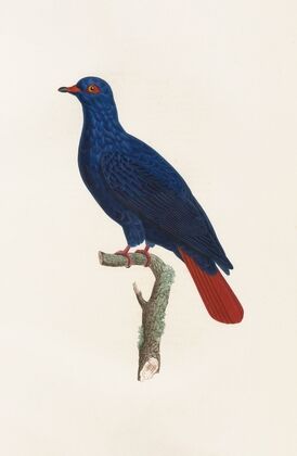 Les pigeons Pl.28