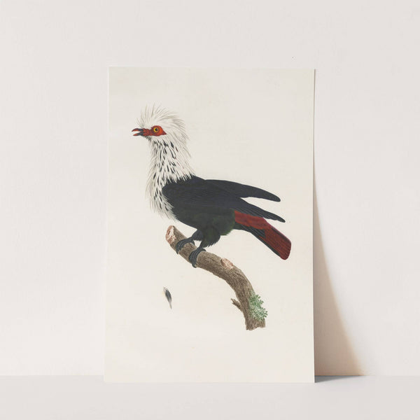 Les pigeons Pl.30 by Coenraad Jacob Temminck