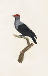 Les pigeons Pl.31