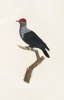 Les pigeons Pl.31