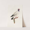 Les pigeons Pl.32 by Coenraad Jacob Temminck