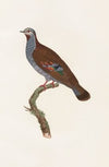 Les pigeons Pl.33