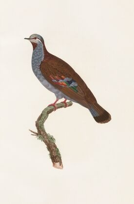 Les pigeons Pl.33