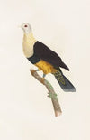 Les pigeons Pl.34