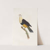 Les pigeons Pl.34 by Coenraad Jacob Temminck