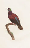 Les pigeons Pl.35