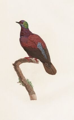 Les pigeons Pl.35