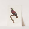 Les pigeons Pl.35 by Coenraad Jacob Temminck