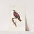 Les pigeons Pl.35 by Coenraad Jacob Temminck