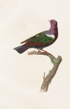 Les pigeons Pl.38