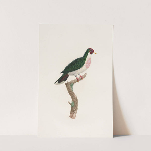 Les pigeons Pl.39 by Coenraad Jacob Temminck