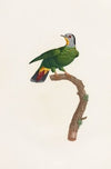 Les pigeons Pl.42
