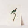 Les pigeons Pl.45 by Coenraad Jacob Temminck