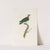 Les pigeons Pl.45 by Coenraad Jacob Temminck
