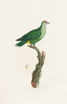 Les pigeons Pl.46