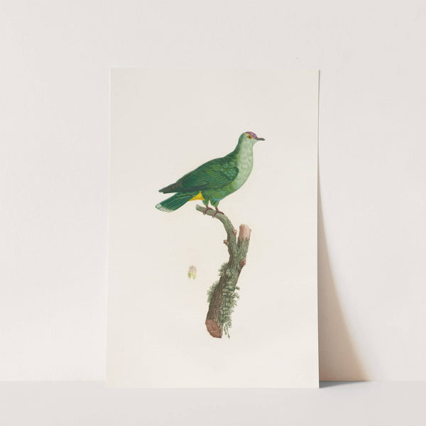 Les pigeons Pl.46 by Coenraad Jacob Temminck