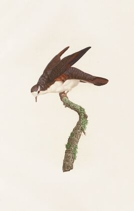 Les pigeons Pl.48