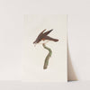 Les pigeons Pl.48 by Coenraad Jacob Temminck