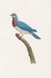 Les pigeons Pl.49