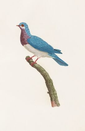 Les pigeons Pl.49